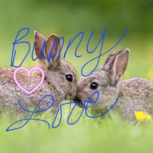 The Cardboard Bunny Rescue Shop!